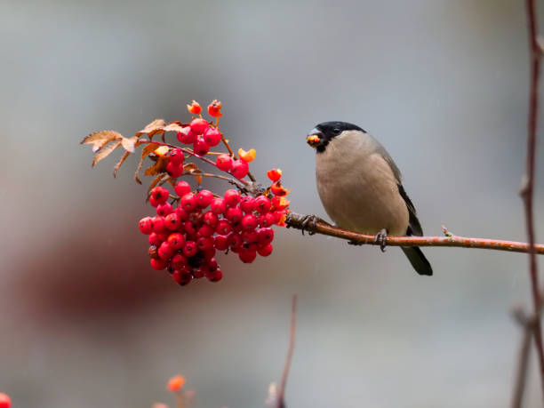 istock Northern bullfinch, Pyrrhula pyrrhula 1068912128