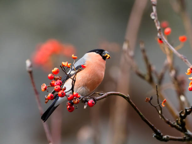 istock Northern bullfinch, Pyrrhula pyrrhula 1068912136