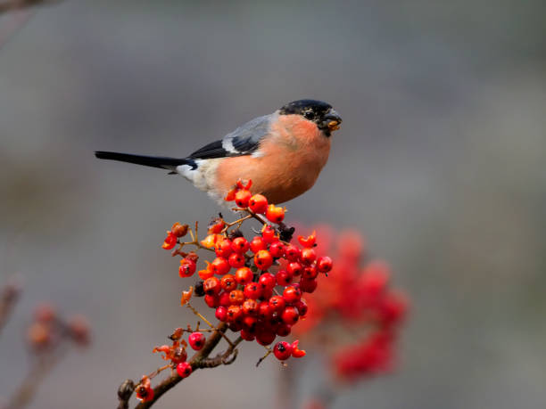 istock Northern bullfinch, Pyrrhula pyrrhula 1068912170