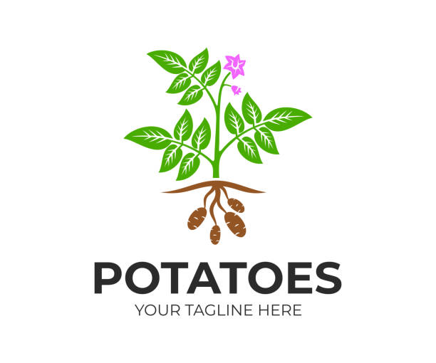 сельскохозяйственный завод картофель с цветами и фруктами, дизайн. органические и натуральные картофельные растения и продукты питания, д� - field plant leaf stem stock illustrations
