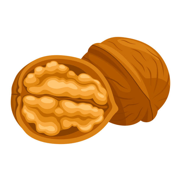 walnut - kacang kenari kacang ilustrasi stok