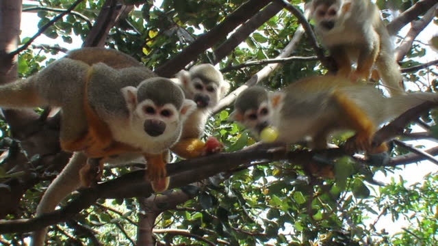Five Squirrel monkeys