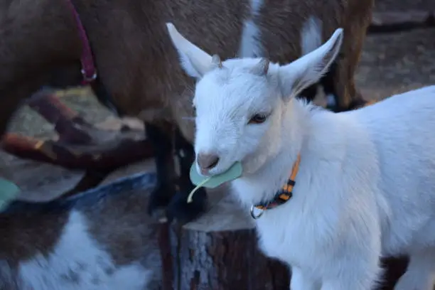 baby white nigerian dwarf goat enjoying eating leaves