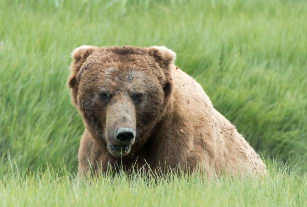 istock Male Coastal Brown Bear Eating Sedge Grass 1068940222