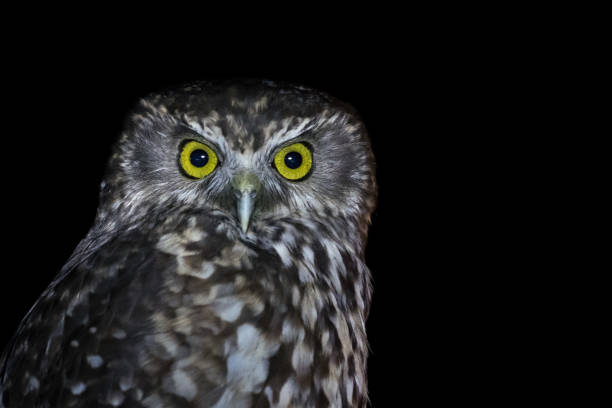istock Wildlife animal image of Owl at night 1068940416