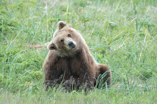 Curious Coastal Brown Bear My guess is this beautiful female coastal brown bear was confused as to what I was. At least that is my take away from this photo. carex pluriflora stock pictures, royalty-free photos & images