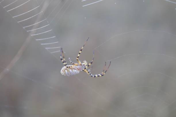 istock Banded Garden Spider. Web. Shiloh Ranch Regional Park. 1068944176