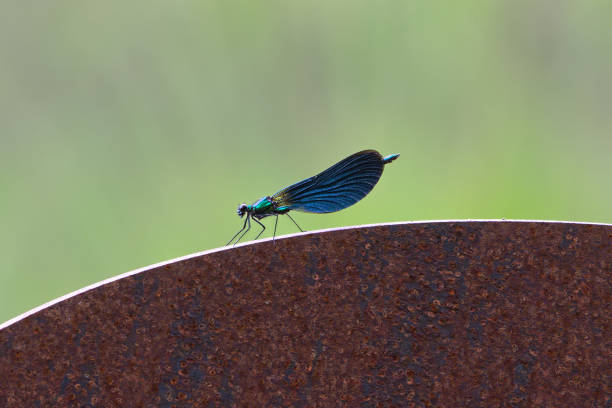 Side profile closeup picture of a motionless Blue dragonfly Side profile closeup picture of a motionless Blue dragonfly, inhabitant of preserved swamps located in Morvan, France, illustrating success of environment protection initiative. calopteryx syriaca stock pictures, royalty-free photos & images