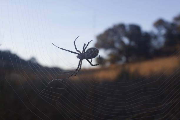 istock Banded Garden Spider. Web. Shiloh Ranch Regional Park. 1068944228