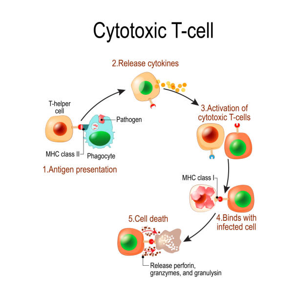 Cytotoxic T cell Cytotoxic T cell. T-cell regulate immune responses, release the perforin and granzymes, and attack infected or cancerous cells. Through the action of perforin, granzymes enter the cytoplasm of the target cell, and lead to apoptosis (cell death phagocytosis diagram stock illustrations
