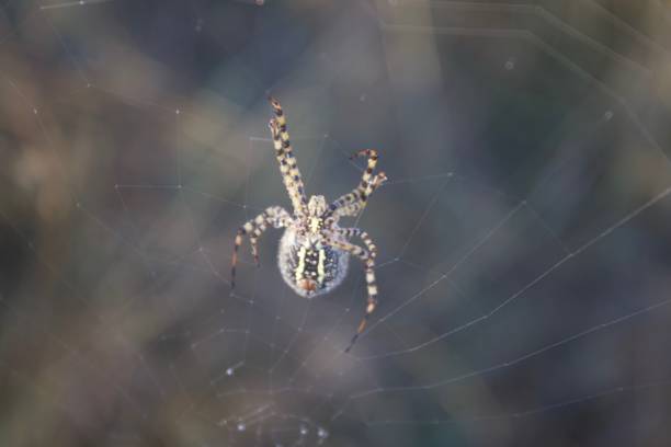 istock Banded Garden Spider. Web. Shiloh Ranch Regional Park. 1068950322