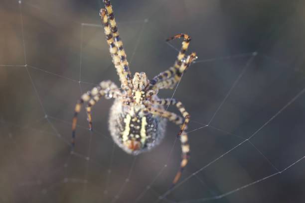 istock Banded Garden Spider. Web. Shiloh Ranch Regional Park. 1068950368