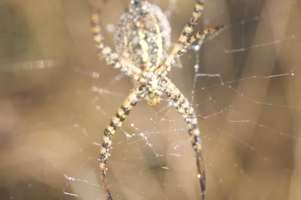 istock Banded Garden Spider. Web. Shiloh Ranch Regional Park. 1068955286