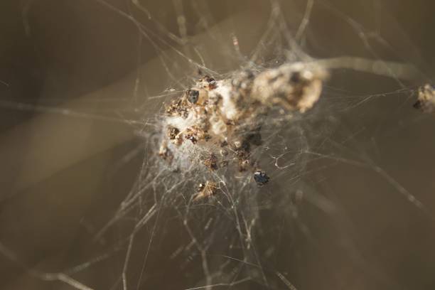 istock Banded Garden Spider. Web. Shiloh Ranch Regional Park. 1068956612