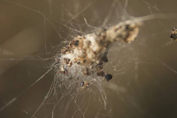 istock Banded Garden Spider. Web. Shiloh Ranch Regional Park. 1068956626