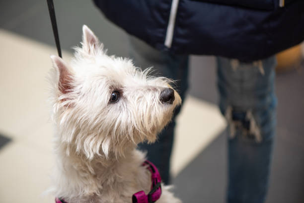 istock West highland white dog in pet store, on a leash, clear look 1068959430