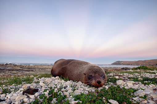 New Zealand Fur Seal in Kaikoura. It is sleeping peacefully under the beautiful sky. Cute marine animal resting on coastline. Wild animal in natural environment.