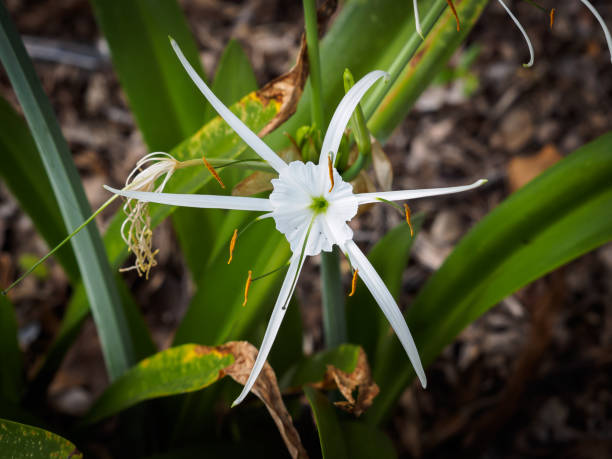 istock Alligator-lily - Hymenocallis palmeri 1068961758