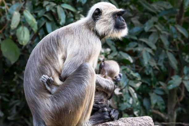 istock Side view of a mommy monkey with your baby 1068963352