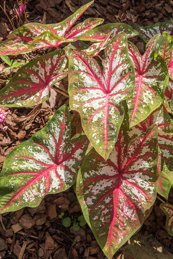 Closeup of the large pink, white and green caladium leaves growing in an ​outdoor garden on a sunny day