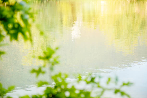 A wide view of the sunlight and shade from the trees on the green pond of the park on a nice summer day.