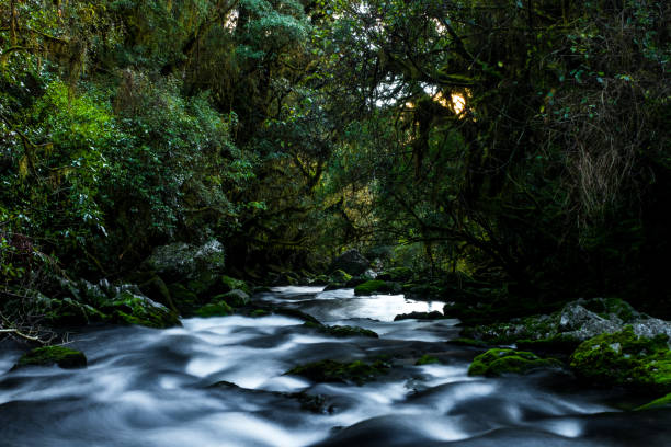 istock Beautiful greenery nature and stream of the rainforest. 1068971952