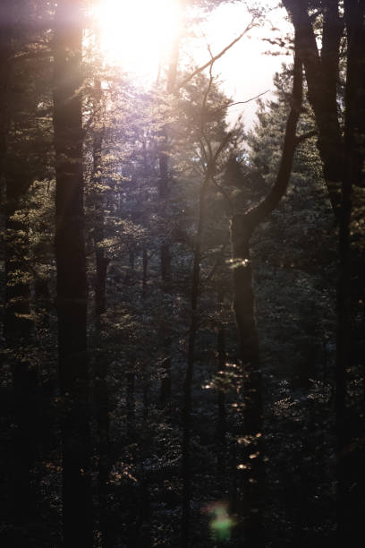 istock Beautiful scenery at sunset sunbeam through the tree in the forest. 1068971978