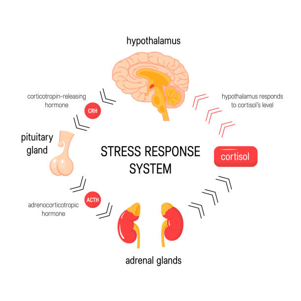 system reakcji na stres. wektor endokrynologiczny schemat medyczny - hypothalamus stock illustrations