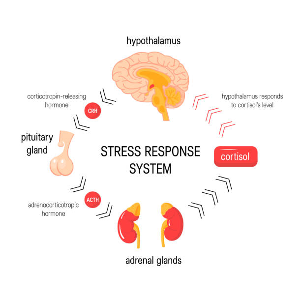 Stress response system. Vector endocrine medical diagram Stress response system. Endocrine medical diagram. Vector infographic in simple flat style. release notes stock illustrations