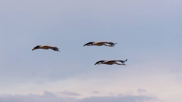 istock Cranes in flight among the clouds at dawn 1068976248