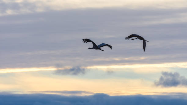 istock Cranes in flight among the clouds at dawn 1068976250