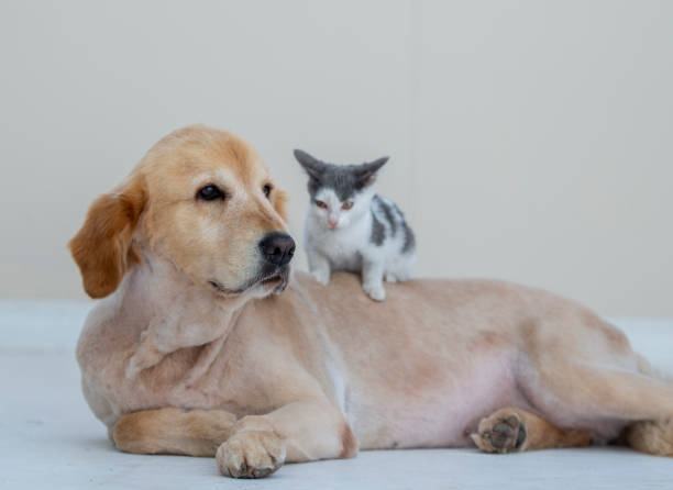 istock Animal friendship 1068976650