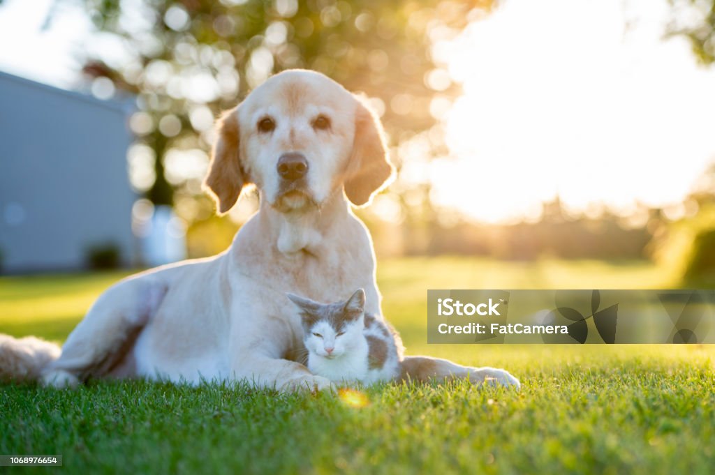 Dog and cat outside A dog and cat are sitting outside on the grass. It is a sunny day. The cat is sitting between the dog's front paws. Dog Stock Photo