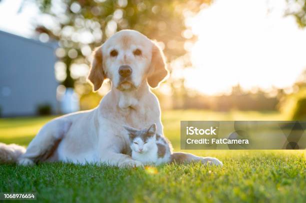 Dog And Cat Outside Stock Photo - Download Image Now - Dog, Domestic Cat, Summer