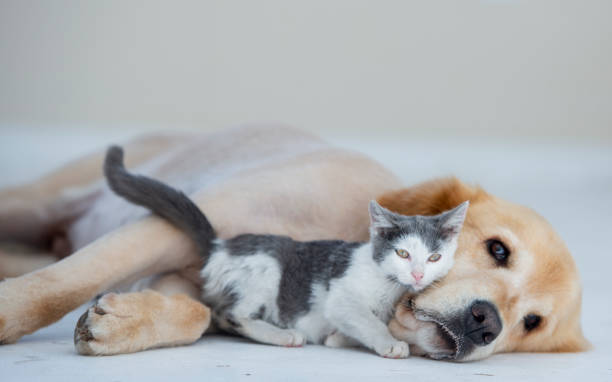istock Dog and cat cuddling 1068976658