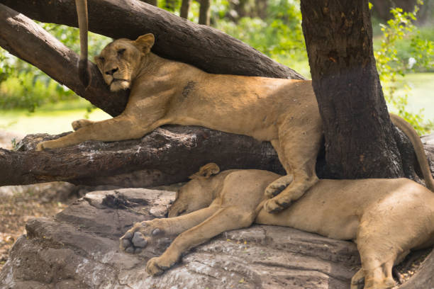 istock African lion sleeping in the zoo 1068978400