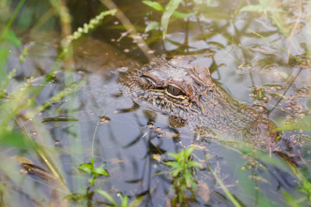 istock Young American Alligator 1068988592