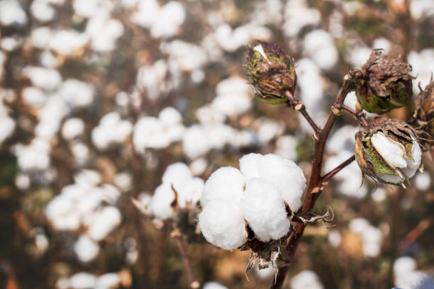 istock Cotton plants in a Louisiana field 1068988644
