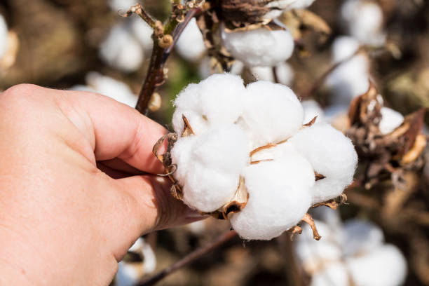istock Cotton plants in a Louisiana field 1068988678