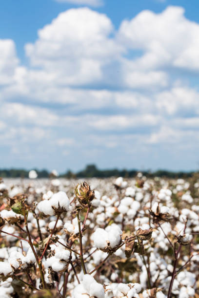 istock Cotton plants in a Louisiana field 1068988802
