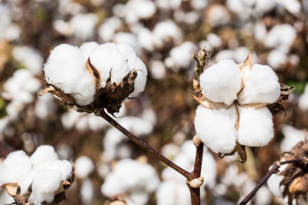 istock Cotton plants in a Louisiana field 1068988806