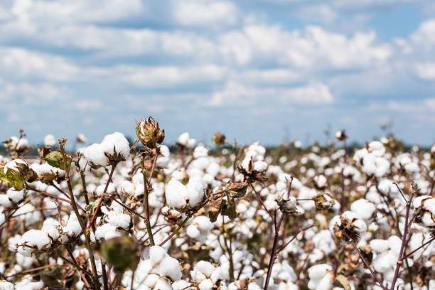istock Cotton plants in a Louisiana field 1068988862
