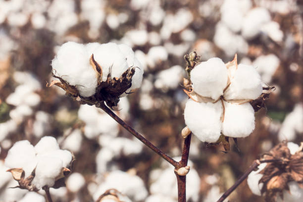 istock Cotton plants in a Louisiana field 1068988864