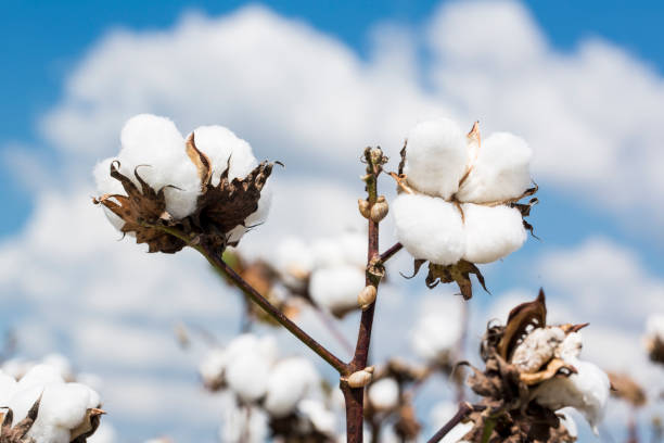 istock Cotton Plant in a Louisiana Field 1068990050