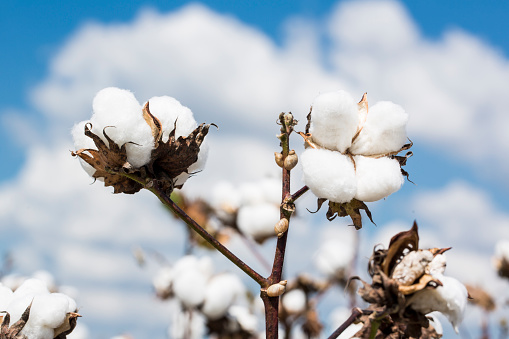 Cotton plant in a Louisiana field