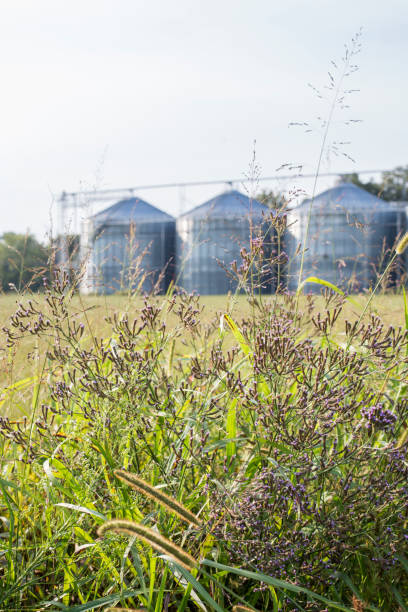 istock Silos in a Louisiana Field 1068991244