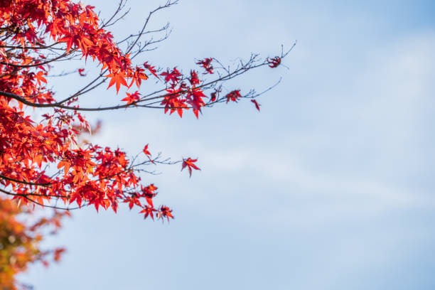 istock Beautiful red maple leaves in autumn sunny day, blue sky, close up, copy space, macro 1068995976