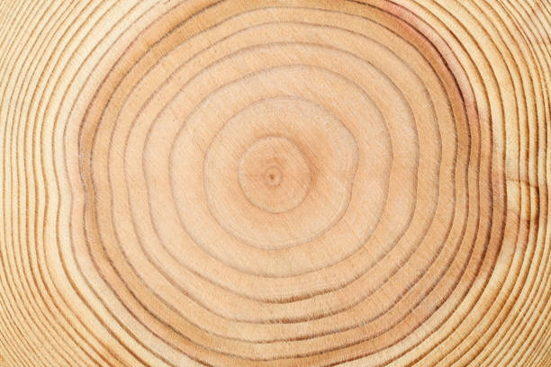 Tree rings texture background Extreme close-up of tree rings texture background. wood log close up stock pictures, royalty-free photos & images
