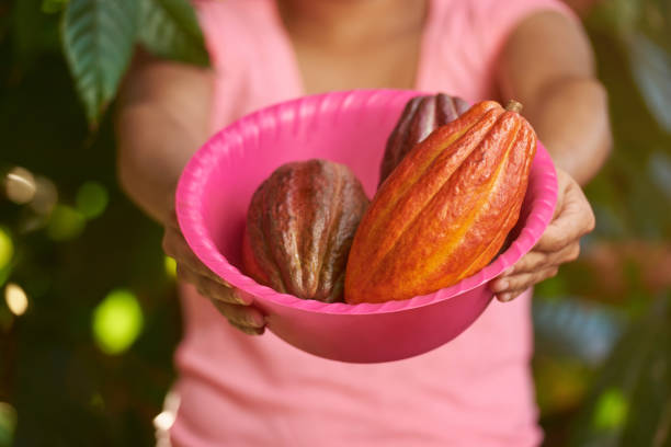 Ripe of fresh cacao pod laying on pink tray close-up
