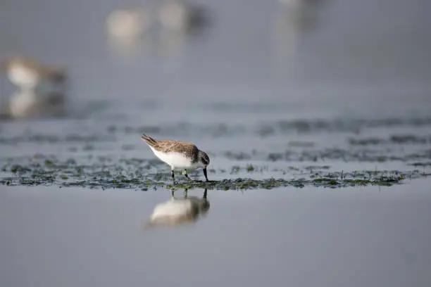 Closed up Spoon-billed sandpiper (Calidris pygmaea), low angle view, side shot, in the evening foraging on seaweed, had tag 05 of bird researchers stuck, side-to-side movement of the bill as the birdwalk and forward with head down, came almost every year to salt fields of Ban khok kham, Samut Sakhon, central of Thailand.